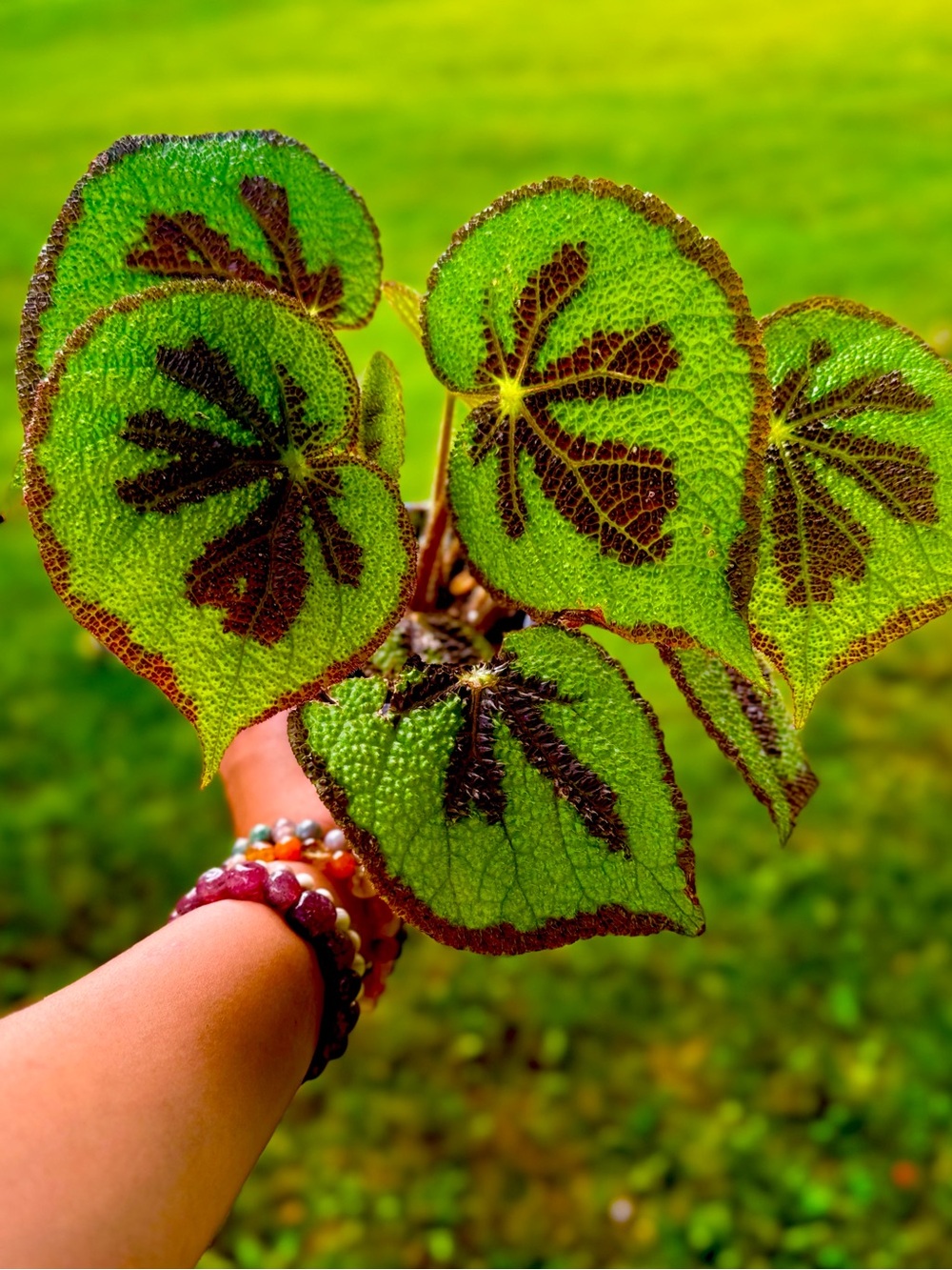 Begonia